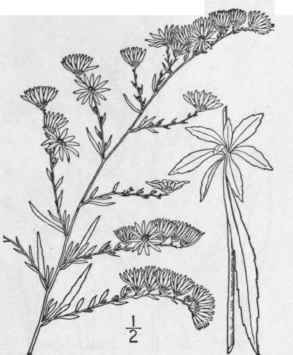 55 Aster Vimineus Lam Small White Aster 1007
