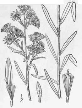 57 Aster Commutatus T G A Gray White Prairie Aster 1009