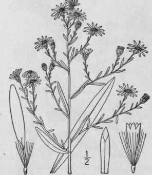 58 Aster Dumosus L Bushy Aster Rice Button Aster 1010