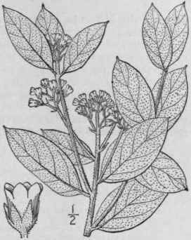 6 Apocynum Pubescens R Br Velvet Dogbane 52