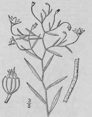 6 Campanula Aparinoides Pursh Marsh Or Bedstraw Be 691