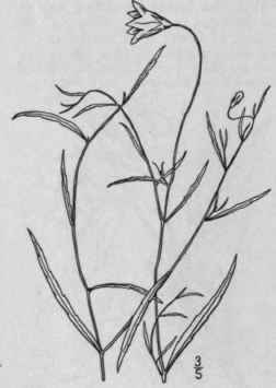 6 Campanula Aparinoides Pursh Marsh Or Bedstraw Be 692