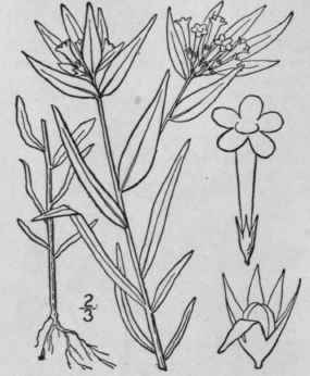 6 Collomia Nutt Gen 1 126 1818 153