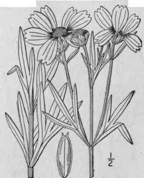 6 Coreopsis Tripteris L Tall Tickseed 1169