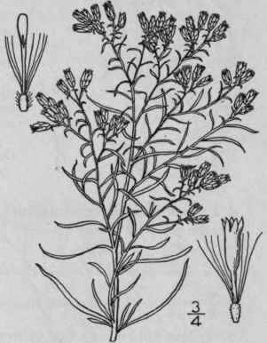 6 Euthamia Minor Michx Greene Narrow Leaved Bushy  938