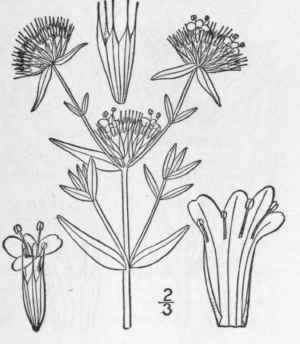6 Koellia Hyssopifolia Benth Britton Hyssop Mounta 336