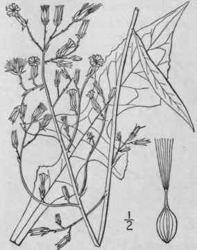 6 Lactuca Canadensis L Wild Or Tall Lettuce Wild O 744