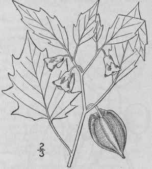 6 Physalis Angulata L Cut Leaved Ground Cherry 372
