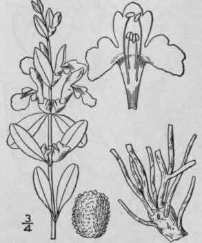 6 Scutellaria Integrifolia L Larger Or Hyssop Skul 252