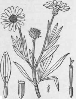 65 Borrichia Adans Fam Pl 2 130 1763 1131