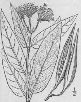 7 Asclepias Pulchra Ehrh Hairy Milkweed 60