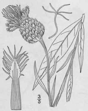 7 Centaurea Americana Nutt American Star Thistle 1333