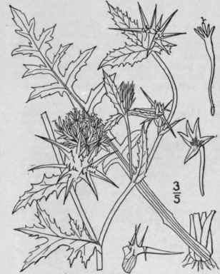 7 Centaurea Americana Nutt American Star Thistle 1334