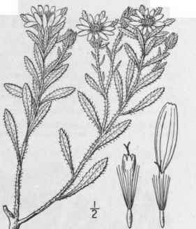 7 Chrysopsis Hispida Hook Nutt Hispid Golden Aster 872