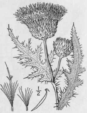 7 Cirsium Plattense Rydb Britton Prairie Thistle 1313