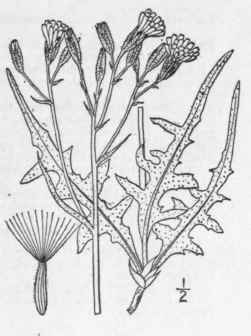 7 Crepis Intermedia A Gray Small Flowered Gray Haw 763