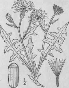 7 Crepis Intermedia A Gray Small Flowered Gray Haw 764