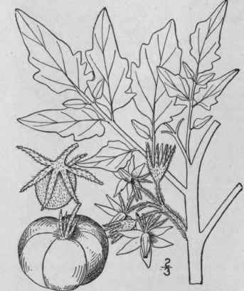 7 Lycopersicon Mill Gard Dict Abr Ed 4 1754 397