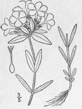 7 Phlox Amoena Sims Hairy Phlox 131