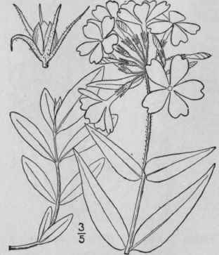 7 Phlox Amoena Sims Hairy Phlox 132
