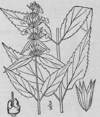 7 Stachys Nuttallii Shuttlw Nuttall s Hedge Nettle 293