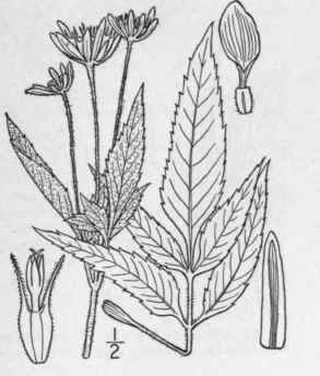 8 Bidens Vulgata Greene Tall Beggar Ticks 1183