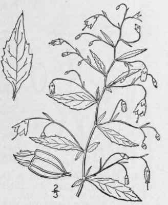 8 Campanula Divaricata Michx Pani Cled Bellflower 693