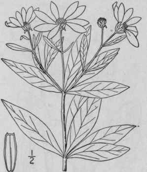 8 Coreopsis Major Walt Wood Or Greater Tickseed 1170