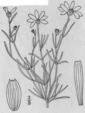 8 Coreopsis Major Walt Wood Or Greater Tickseed 1171