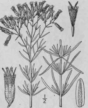 8 Eupatorium Hyssopifolium L Hyssop Leaved Thoroug 830
