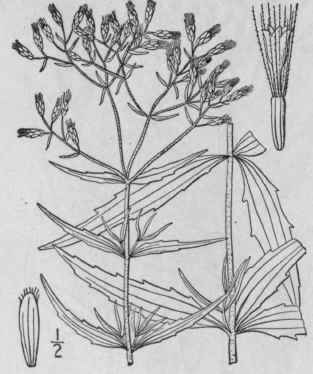 8 Eupatorium Hyssopifolium L Hyssop Leaved Thoroug 831