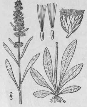 45 Gnaphalium L Sp Pl 850 1753 Part 3