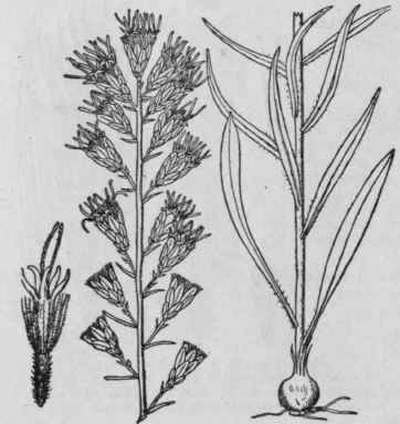 8 Lacinaria Spicata L Kuntze Dense Button Snakeroo 856