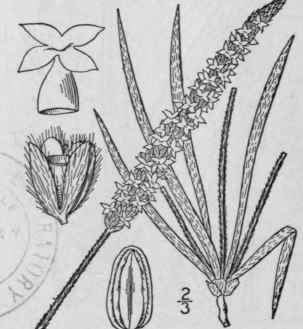 8 Plantago Purshii R S Pursh s Plantain 576