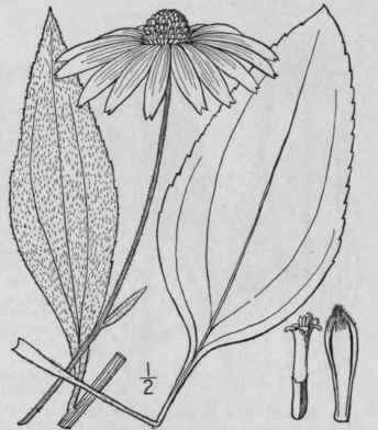 8 Rudbeckia Grandifldra Gmelin Large Flowered Cone 1120