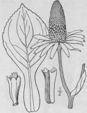 8 Rudbeckia Grandifldra Gmelin Large Flowered Cone 1121