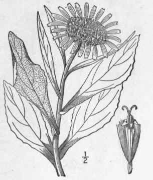 8 Senecio Pseudo Arnica Less Sea Beach Senecio 1288