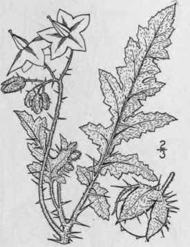 8 Solanum Sisymbriifdlium Lam Viscid Nightshade 395