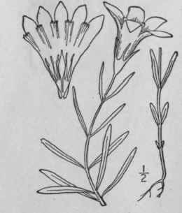 9 Dasystephana Villosa L Small Striped Gentian 33