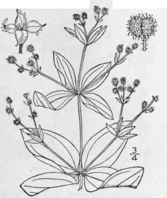 9 Galium Circaezans Michx Wild Liquorice Cross Cle 607