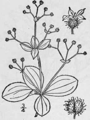 9 Galium Circaezans Michx Wild Liquorice Cross Cle 608