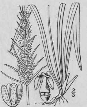 9 Plantago Aristata Michx Large Bracted Plantain 577