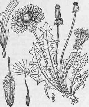 I Leontodon Taraxacum L Dandelion Blowball 733