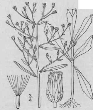 I Leptilon Canadense L Britton Horse Weed Canada F 1049