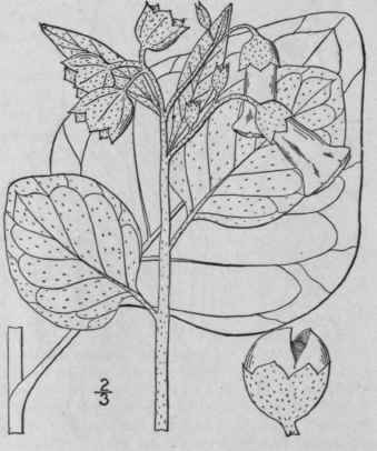 I Nicotiana Rustica L Wild Tobacco 402