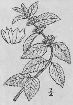 Ro Mentha Arvensis L Corn Mint Field Mint 360