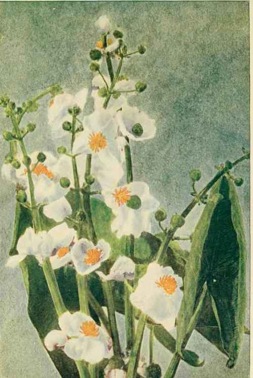 Arrow Head. (Sagittaria lafifolia.)