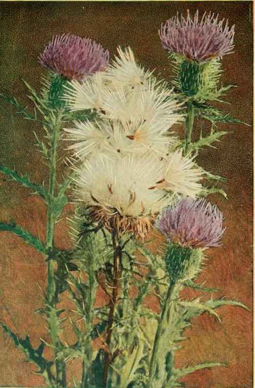 Bur Or Spear Thistle. (Cardans lanceolatus.)