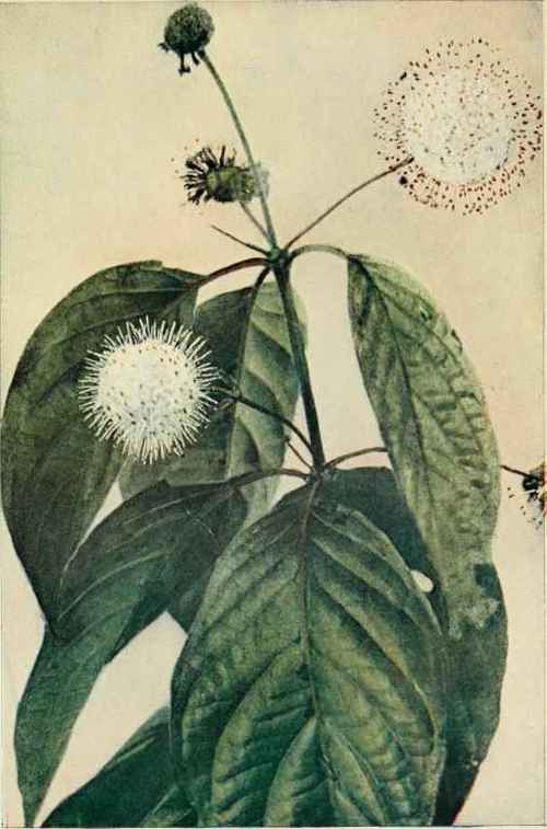 Button Bush Or Honey Balls. (Cephatanfhus occidentalis.)