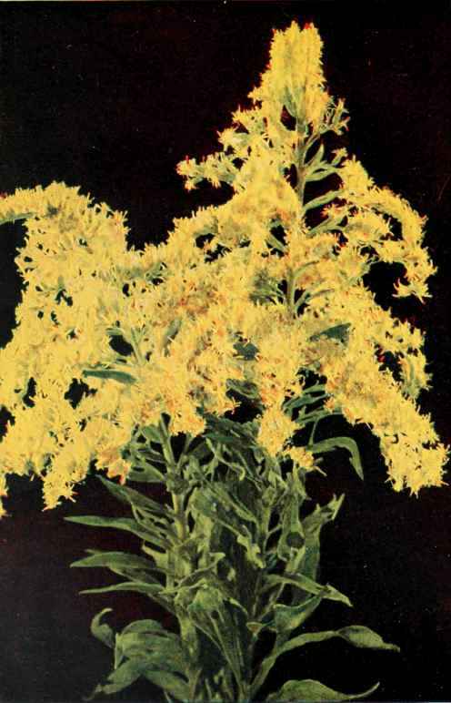Canada Golden Rod. (Solidago Canadensis.)